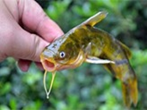 江蘇省新增黃顙魚(yú)和青蝦國(guó)家級(jí)水產(chǎn)種質(zhì)資源保護(hù)區(qū)